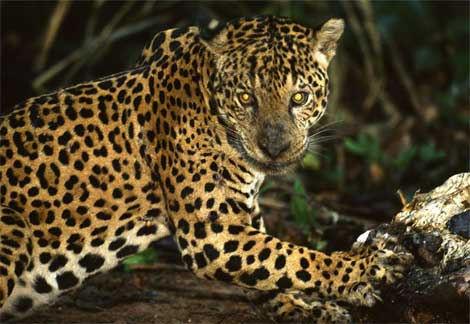 Ridgeland-Hardeeville Jaguars
