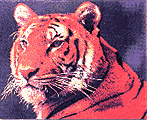 Georgia Tigers