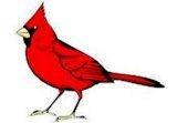 Shaw Cardinals