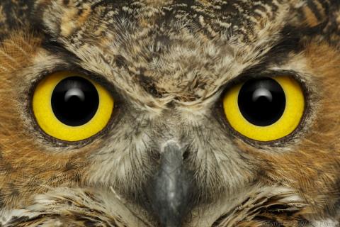 Ridgeway Owls