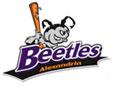 Alexandria Beetles