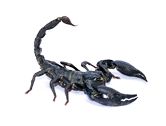Boswell Scorpions
